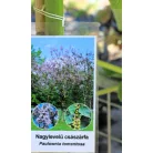 Nagylevelű császárfa Paulownia tomentosa 