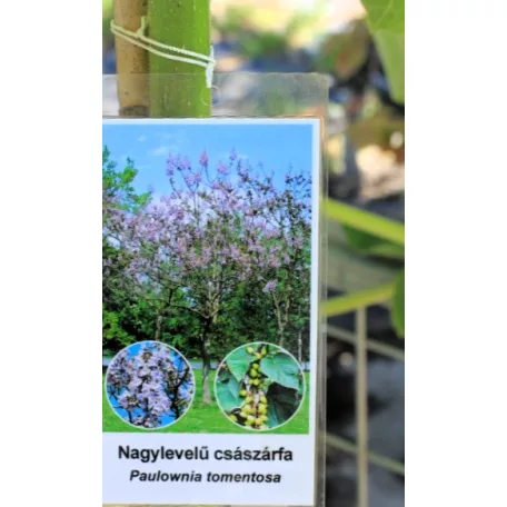Nagylevelű császárfa Paulownia tomentosa 
