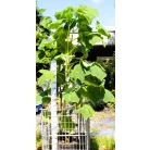 Nagylevelű császárfa Paulownia tomentosa 