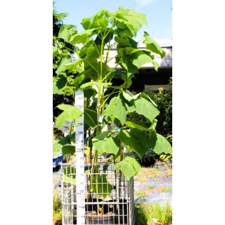 Nagylevelű császárfa Paulownia tomentosa 