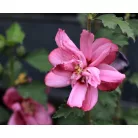 Kerti hibiszkusz Hibiscus syriacus Waltraud 4-5 KF 40-60