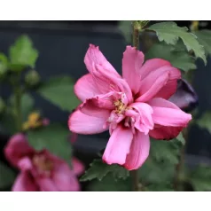 Kerti hibiszkusz Hibiscus syriacus Waltraud 4-5 KF 40-60