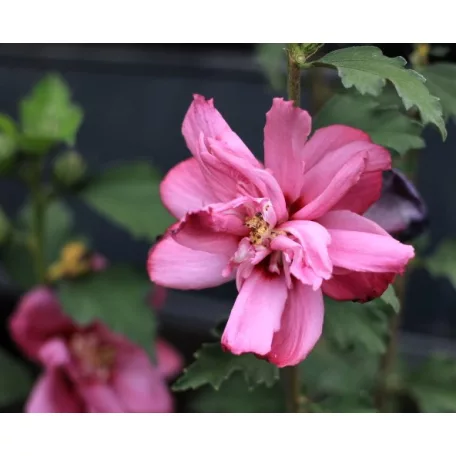 Kerti hibiszkusz Hibiscus syriacus Waltraud 4-5 KF 40-60