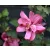Kerti hibiszkusz Hibiscus syriacus Waltraud 4-5 KF 40-60