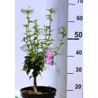 Kerti hibiszkusz Hibiscus syriacus Waltraud 4-5 KF 40-60