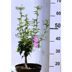 Kerti hibiszkusz Hibiscus syriacus Waltraud 4-5 KF 40-60