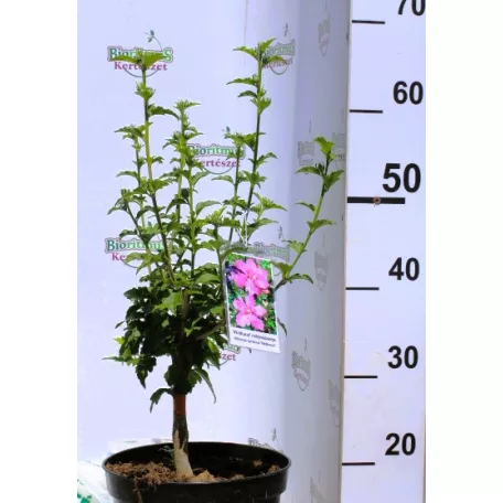 Kerti hibiszkusz Hibiscus syriacus Waltraud 4-5 KF 40-60