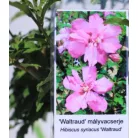 Kerti hibiszkusz Hibiscus syriacus Waltraud 4-5 KF 40-60