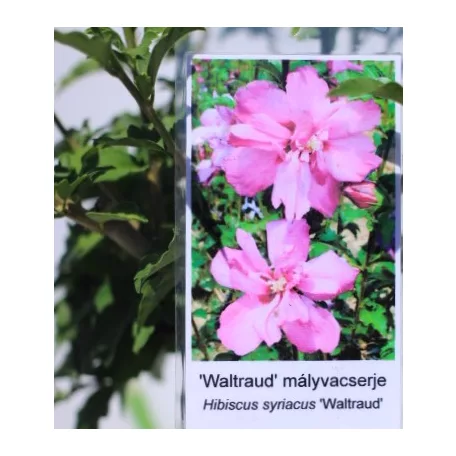 Kerti hibiszkusz Hibiscus syriacus Waltraud 4-5 KF 40-60