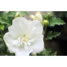 Kerti hibiszkusz Hibiscus syriacus White Chiffon 4-5 KF 40-60