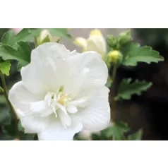   Kerti hibiszkusz Hibiscus syriacus White Chiffon 4-5 KF 40-60