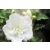 Kerti hibiszkusz Hibiscus syriacus White Chiffon 4-5 KF 40-60