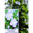 Kerti hibiszkusz Hibiscus syriacus White Chiffon 4-5 KF 40-60