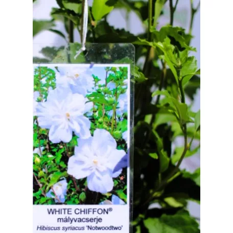 Kerti hibiszkusz Hibiscus syriacus White Chiffon 4-5 KF 40-60