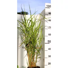Zebranád, fehércsíkos zebrafű Miscanthus Strictus