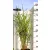 Zebranád, fehércsíkos zebrafű Miscanthus Strictus