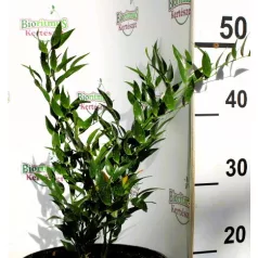 Perzsa csodabogyó Ruscus danae racemosa