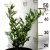 Perzsa csodabogyó Ruscus danae racemosa