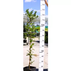 Magyaltölgy Quercus Ilex