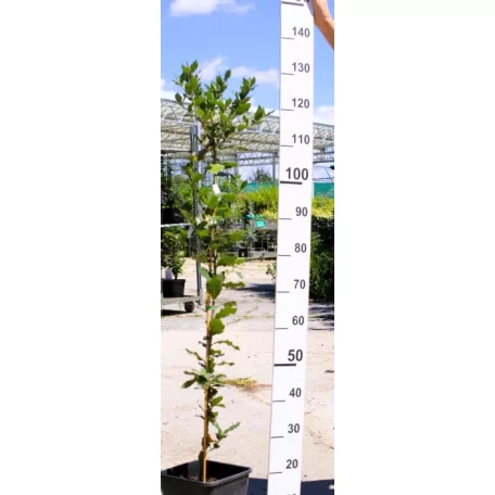 Magyaltölgy Quercus Ilex