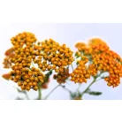 Cickafark Achillea millefolium Sassy Summer Sunset D15