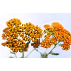 Cickafark Achillea millefolium Sassy Summer Sunset D15