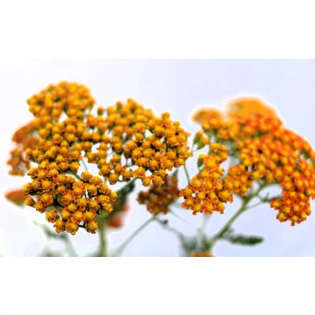 Cickafark Achillea millefolium Sassy Summer Sunset D15