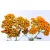 Cickafark Achillea millefolium Sassy Summer Sunset D15