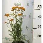 Cickafark Achillea millefolium Sassy Summer Sunset D15