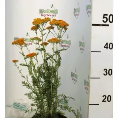 Cickafark Achillea millefolium Sassy Summer Sunset D15