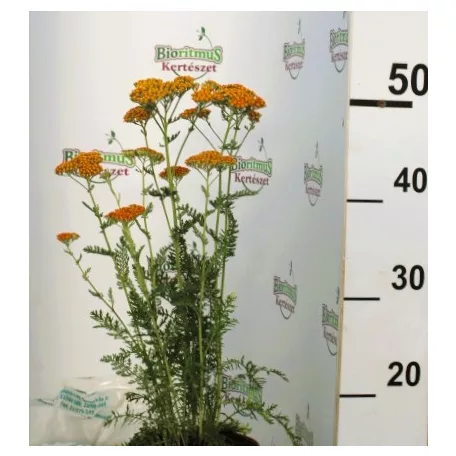 Cickafark Achillea millefolium Sassy Summer Sunset D15