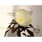 Mocsári hibiszkusz Hibiscus moscheutos Summerific Cookies and Cream D17