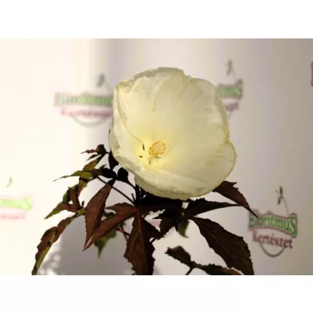 Mocsári hibiszkusz Hibiscus moscheutos Summerific Cookies and Cream D17