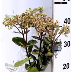 Varjúháj Hylotelephium / Sedum Matrona D14