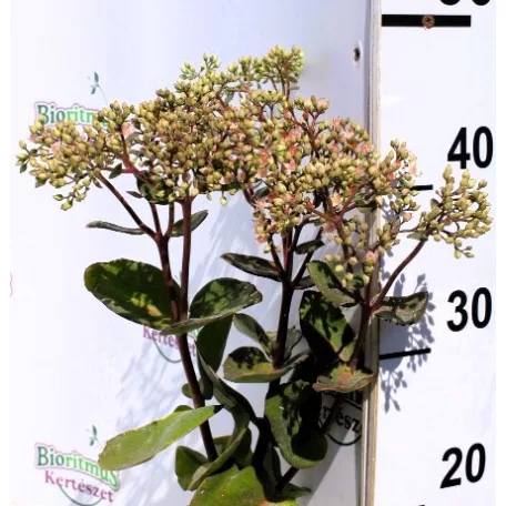Varjúháj Hylotelephium / Sedum Matrona D14