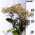 Varjúháj Hylotelephium / Sedum Matrona D14