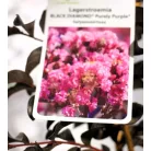 Kínai selyemmirtusz Lagerstroemia Black Diamond® Purely Purple