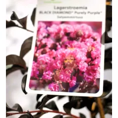   Kínai selyemmirtusz Lagerstroemia Black Diamond® Purely Purple