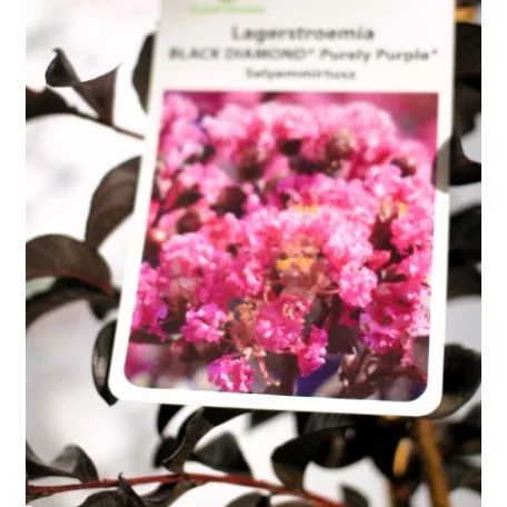 Kínai selyemmirtusz Lagerstroemia Black Diamond® Purely Purple