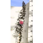 Kínai selyemmirtusz Lagerstroemia Black Diamond® Purely Purple
