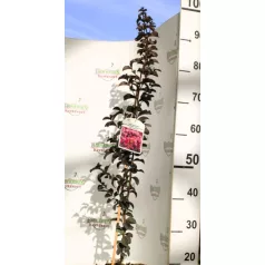   Kínai selyemmirtusz Lagerstroemia Black Diamond® Purely Purple