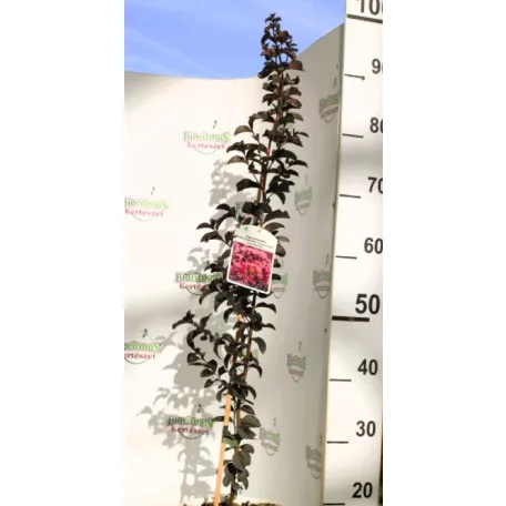 Kínai selyemmirtusz Lagerstroemia Black Diamond® Purely Purple