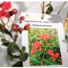 Kínai selyemmirtusz Lagerstroemia indica Liget Paprika K3