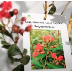 Kínai selyemmirtusz Lagerstroemia indica Liget Paprika K3