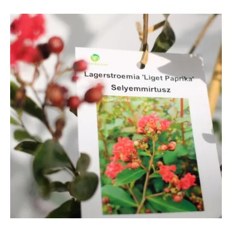 Kínai selyemmirtusz Lagerstroemia indica Liget Paprika K3