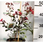 Kínai selyemmirtusz Lagerstroemia indica Liget Paprika K3