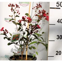 Kínai selyemmirtusz Lagerstroemia indica Liget Paprika K3