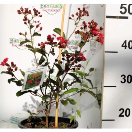 Kínai selyemmirtusz Lagerstroemia indica Liget Paprika K3