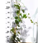 Termős kivi Actinidia deliciosa Hayward K3
