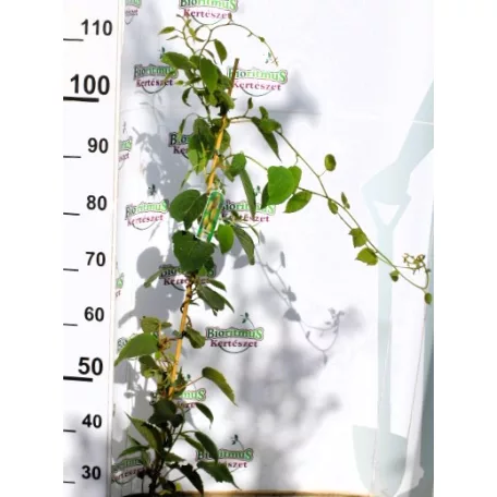 Termős kivi Actinidia deliciosa Hayward K3